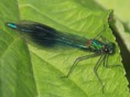 /album/my-local-birding-gallery/banded-demoiselle-2-ossett-jpg/